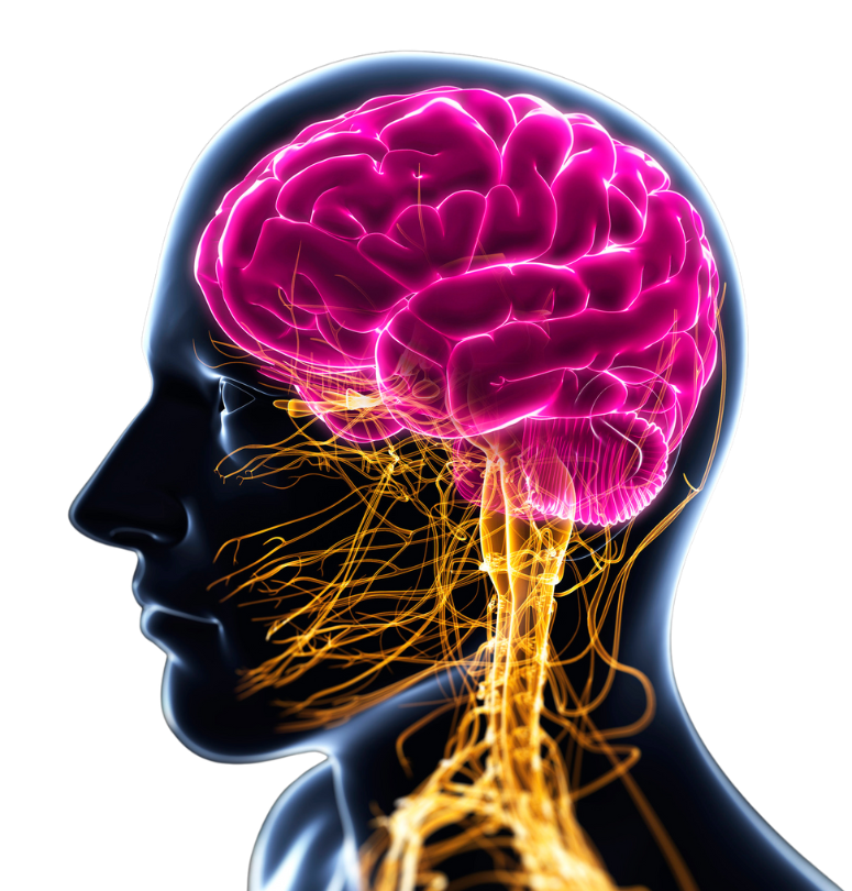 Illustration of the human brain and nervous system